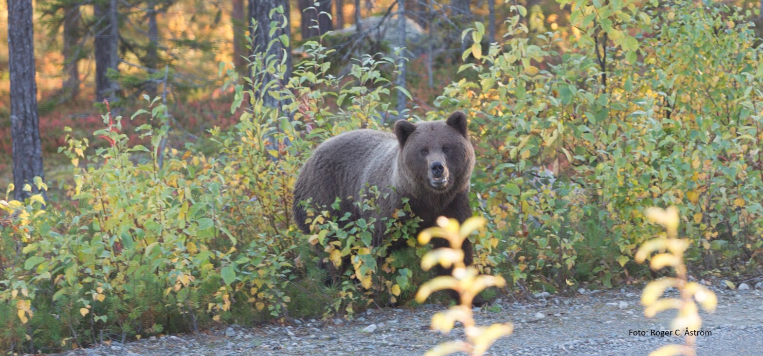 Fagam­ling for kommu­nale rovviltlag 