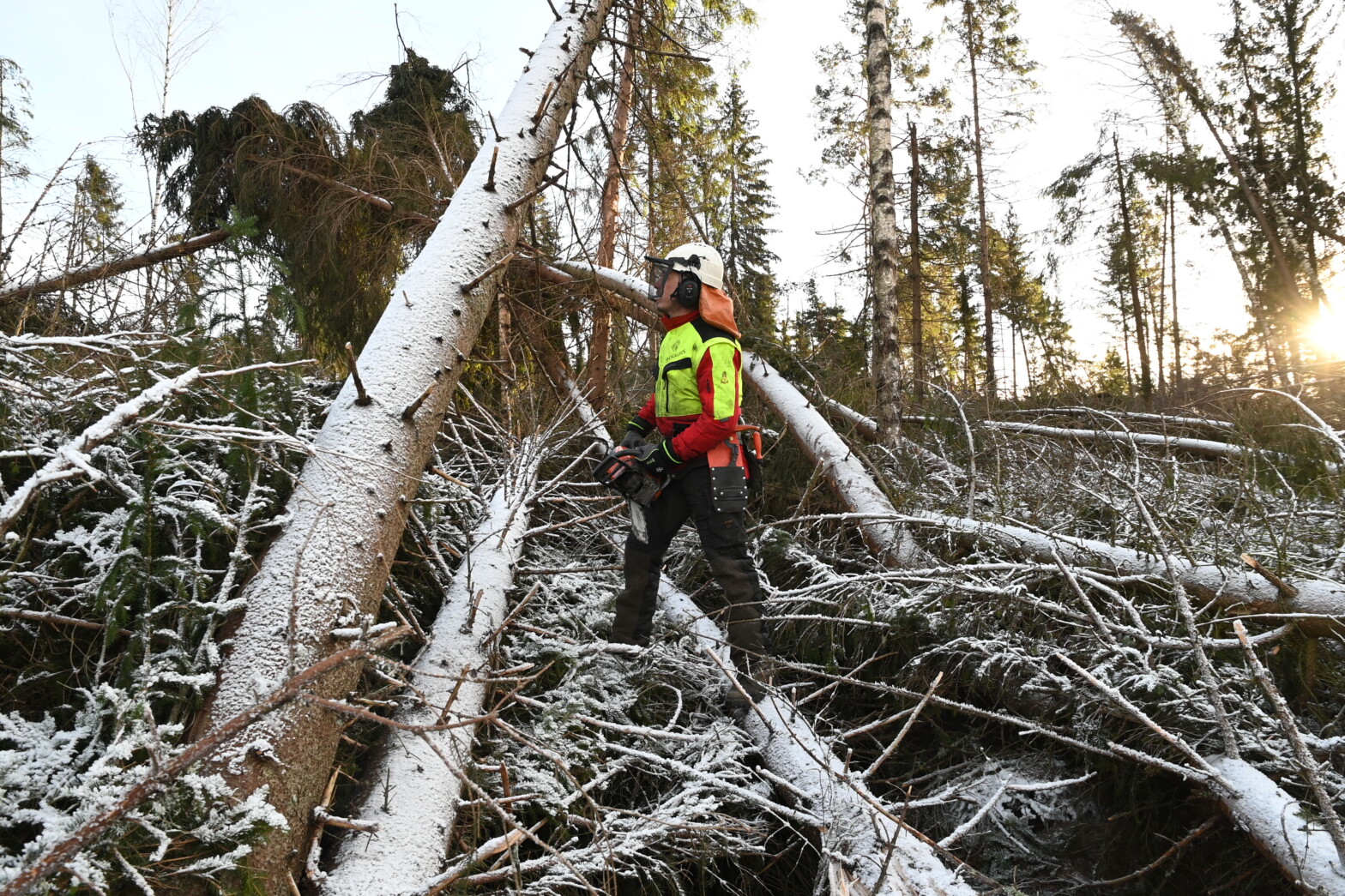 Vind­fall­hogst – podkast