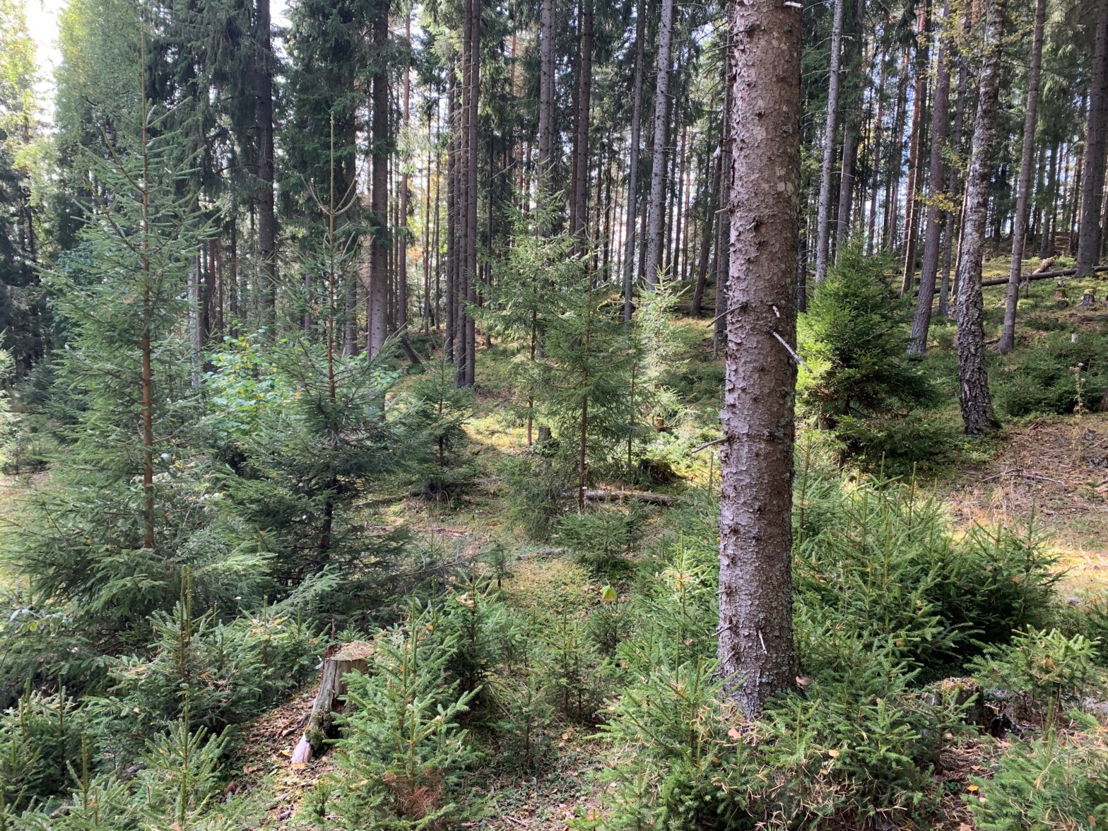 Lukkede hogst­former – ny Skog­kurs veileder