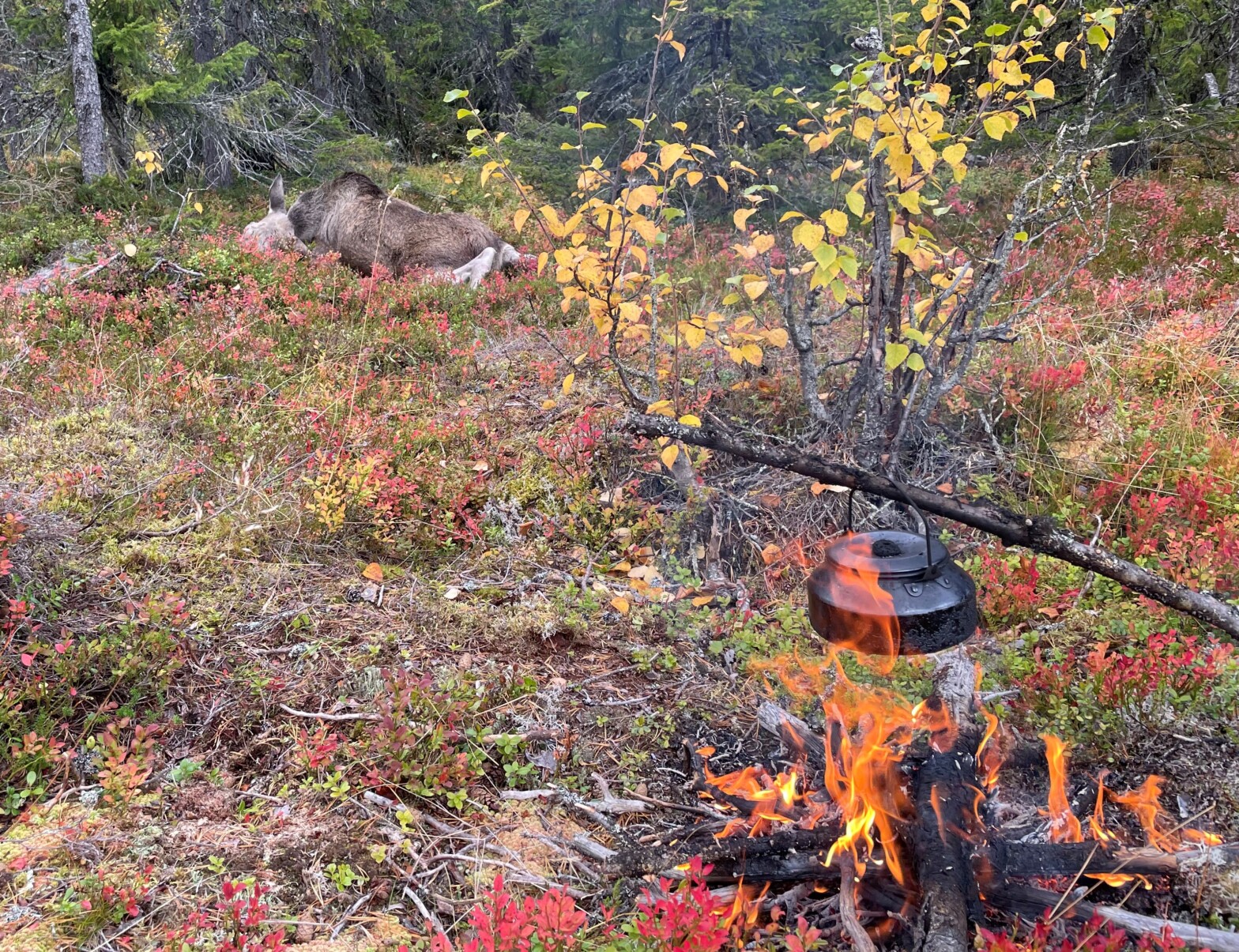 Programmet for Hjorte­vilt 2022 er klart!