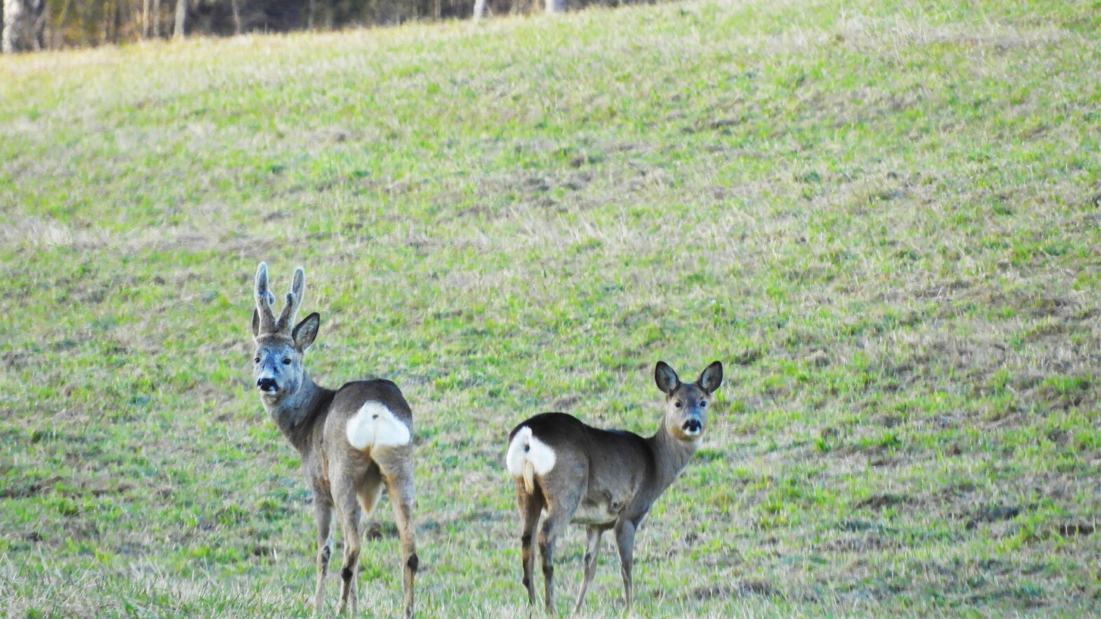 Rådyr­se­minar, 6. august – Oslo
