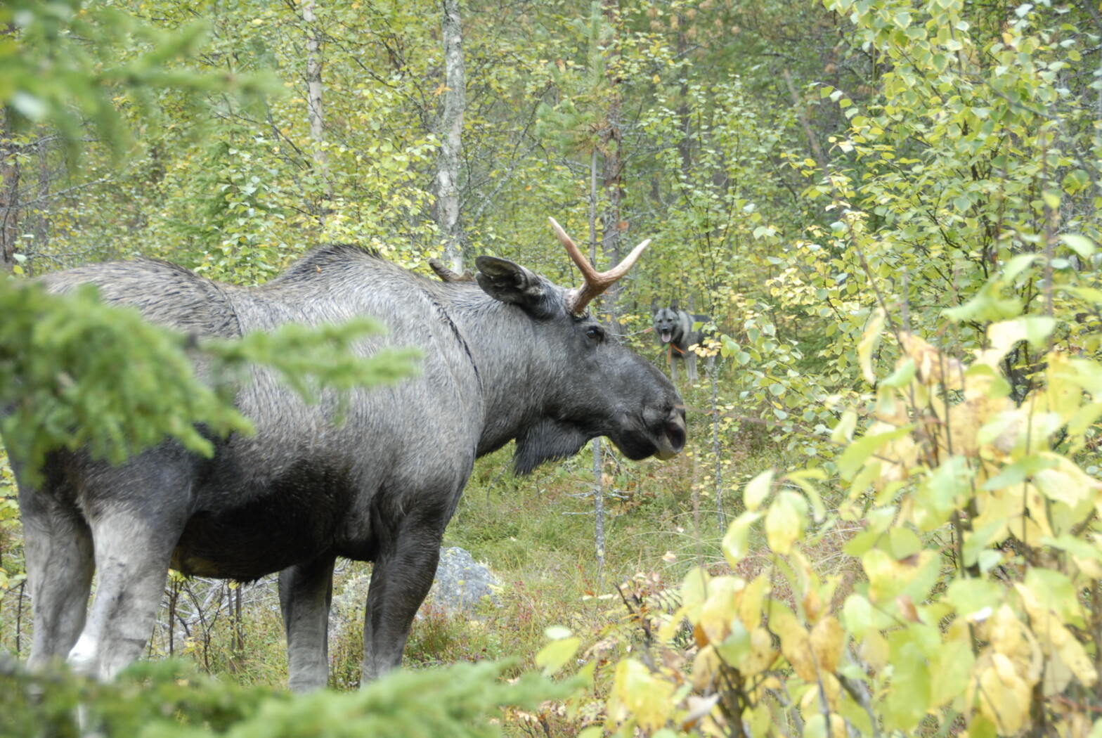 Hjorte­vilt seminar 2022