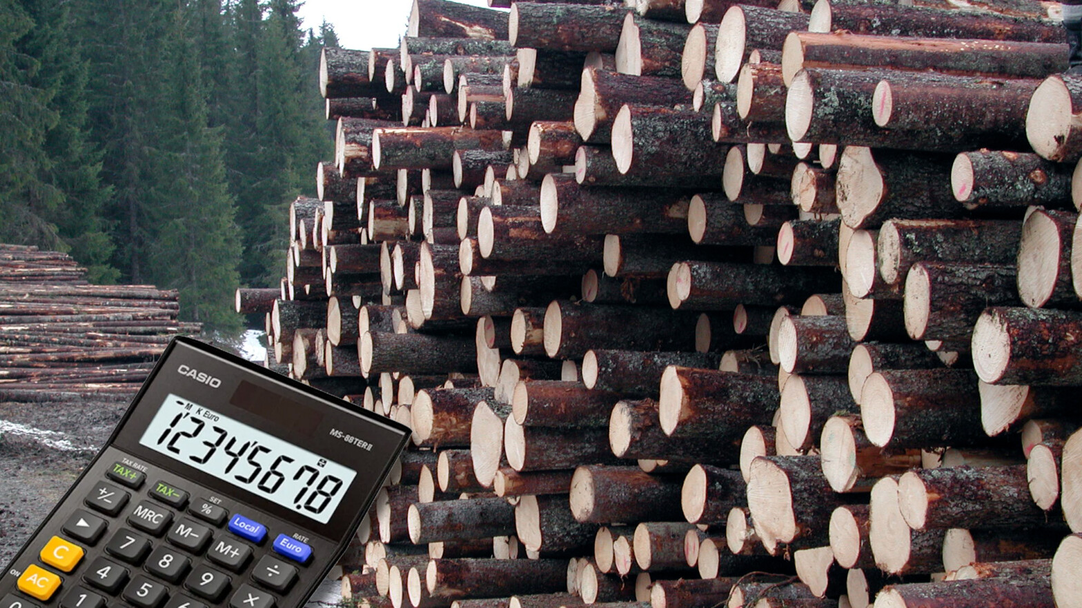 Kapi­tal­be­skattet skog­eier – hvordan rappor­tere på ny skattemelding